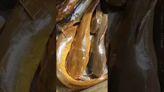 Thumbnail: Yellow Catfish #fish #shorts