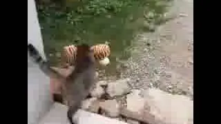 Thumbnail: Luar Biasa   !! KUCING ini Berani 'MENCULIK' Anak Harimau
