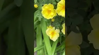 Thumbnail: Harmonious Living Mindset - To Be or Bee