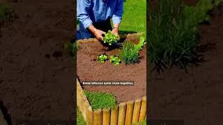 Thumbnail: How To Start Your Own Pretty Lettuce Garden #shorts