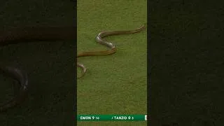 Thumbnail: SNAKE ON THE FIELD! 🐍 Unexpected Guest at Sri Lanka vs Bangladesh ODI!