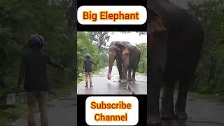 Thumbnail: The traveler who fed the big elephant in the great rain