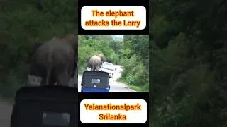 Thumbnail: The elephant attacks the Lorry