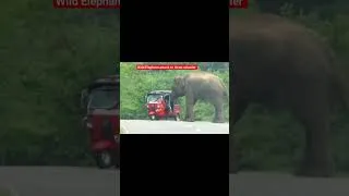 Thumbnail: The elephant attacks the tricycle in which the people were traveling