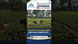 Thumbnail: "వరి వేయొద్దు".. కడియం శ్రీహరి వ్యాఖ్యలు వైరల్.. | #KadiyamSrihari #TelanganaFarmers #Paddy #Shorts