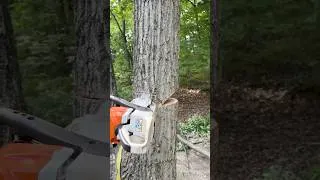 Thumbnail: I Got My Chainsaw Stuck....... This Saved The Day!