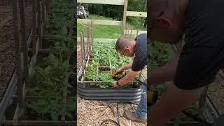 Thumbnail: Stop Caging Tomatoes. Do THIS Instead!