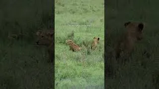 Thumbnail: I'll never shut up about the lion cubs 🦁