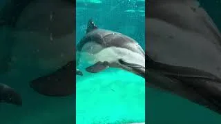 Thumbnail: Everyday is a Choice To Be 100% You #channeledmessages #spiritualawakening #dolphin