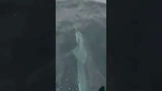 Thumbnail: Bottlenose dolphin adventures in the Pacific ❤️🐬 #quantum #animalcommunication