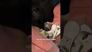 Thumbnail: This 4-Step Nail Trimming Method Saves Your Dog Pain #shorts #dogs #tutorial