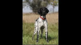 Thumbnail: Key to Success - Whoa Training Your Bird Dog