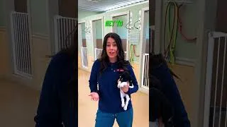 Thumbnail: Inside Our 4-Week Puppy Routine (Feeding, Potty & Confidence)