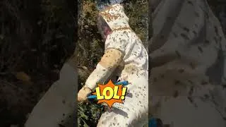 Thumbnail: 🫣🐝 When the Bee Swarm Fell on My Husband’s Head | Beekeeping Gone Wrong