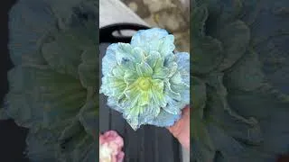 Thumbnail: “Pottery Tutorial 🌸 How to Make a Clay Flower Step by Step”