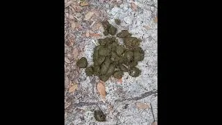 Thumbnail: SHIT HAPPENS!