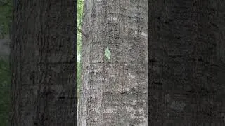 Thumbnail: Hypnotize nature