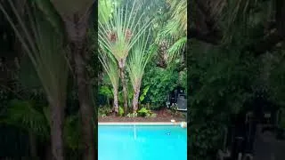 Thumbnail: A Beautiful Rainy Day ☔ #rain #weather #thunderstorm