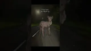 Thumbnail: Deer are such weird creatures, right? [TW: GORE] #shorts #animation #vent #relatable #art #animatic