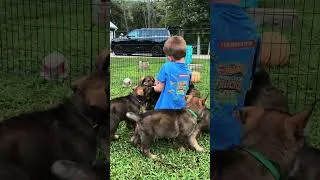 Thumbnail: When the puppy party gets wild #plitter #germanshepherd #staywildk9