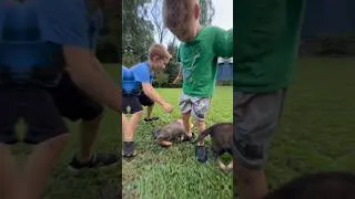 Thumbnail: P litter is kid approved #puppy #germanshepherd #staywildk9
