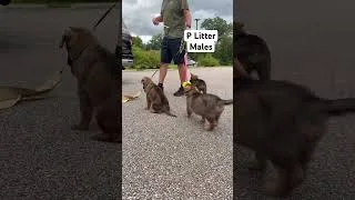 Thumbnail: P litter males. Part 2 #staywildk9