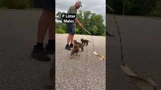 Thumbnail: P litter males. Part 1 #staywildk9