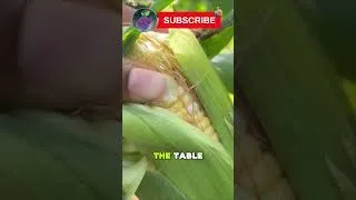 Thumbnail: Turn a Tiny Yard Into a Food Machine #gardening