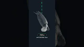 Thumbnail: Why Doesn't This Turtle Implode?
