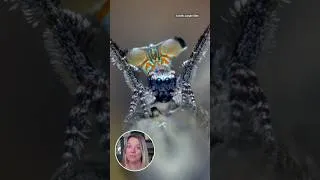 Thumbnail: How Are Peacock Spiders Real??