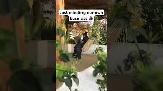 Thumbnail: Out here minding our own business 😉 #livinglife #southafrica #travel #mindfulliving
