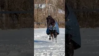 Thumbnail: SNOW DAY ❄️⛄️ #horse #equestrian #snow #horses