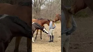 Thumbnail: MINI BARN VLOG 7 #horse #equestrian #pony #horseriding #equestrianjourney