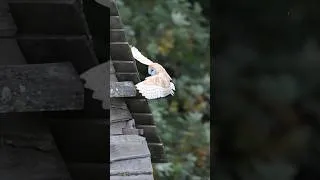 Thumbnail: Week 1 Highlights From The Lost Gardens of Heligan