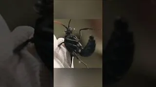 Thumbnail: I Let the World's Most Painful Insects Sting Me