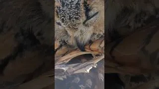 Thumbnail: Owls look so cute when they are cleaning their feathers 🦉#owl #owls #owlbird #animals #cuteowls