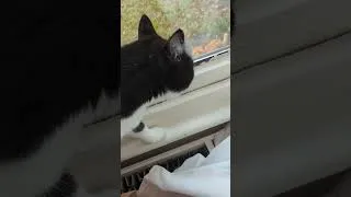 Thumbnail: Ian the talking cat! watch to the end