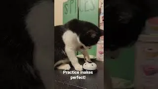 Thumbnail: Baby Ian the kitten ringing his bell for treats