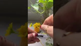Thumbnail: Sunflower embroidery clip