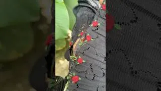 Thumbnail: A little rose garden on my sleeve #embroidery #handbroidery #diynstitch