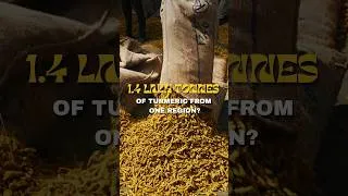 Thumbnail: Ever wondered how Sangli’s famous Haldi reaches the market?