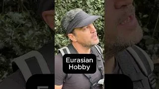 Thumbnail: Eurasian Hobby