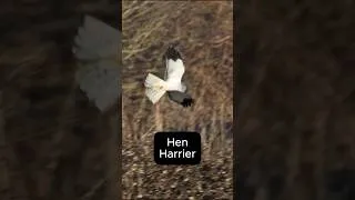 Thumbnail: Male Hen Harrier at Stodmarsh Nature Reserve, Kent