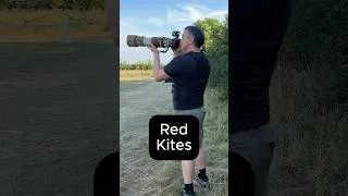 Thumbnail: Red Kites drifting over the Global Birdfair