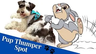 Thumbnail: Finding Otto's Thumper Spot: Puppy Massage Spot That Makes Otto's Leg Kick & Twitch #shorts