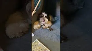 Thumbnail: ASMR Miniature Schnauzer Puppy Eats Reindeer Bone #shorts