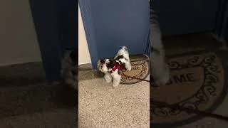 Thumbnail: Impatient Miniature Schnauzer Puppy Throws Tantrum Waiting for Elevator #shorts