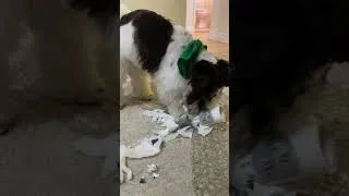 Thumbnail: Miniature Schnauzer Puppy Gets Political #shorts