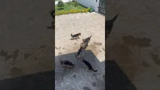 Thumbnail: Summer vibes with my German shepherds family #viral#germanshepherd