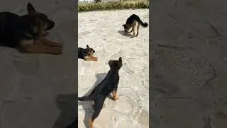 Thumbnail: The puppies is grow up (lovely german shepherd family)